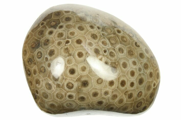 Polished Petoskey Stone (Fossil Coral) - Michigan #268022